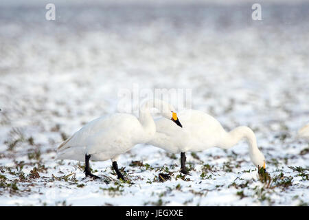 Song-Schwäne im Winter, Cygnus Cygnus, Singschwäne Im Winter Stockfoto