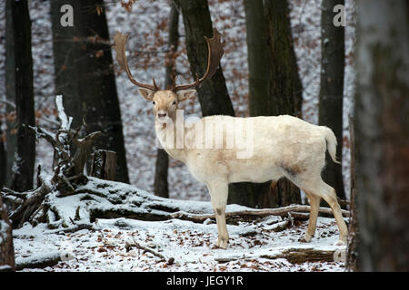 Damhirsch, Dama Dama, Damhirsch (Dama Dama) Stockfoto