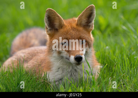 Red Foxterrier, Vulpes Vulpes, Rotfuchs (Vulpes vulpes Stockfoto