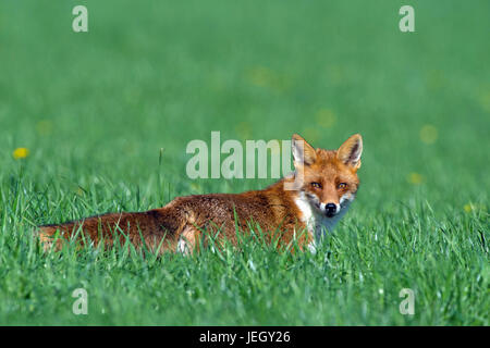 Red Foxterrier, Vulpes Vulpes, Rotfuchs (Vulpes vulpes Stockfoto