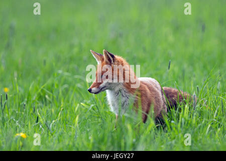 Red Foxterrier, Vulpes Vulpes, Rotfuchs (Vulpes vulpes Stockfoto