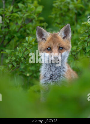 Red Foxterrier, Vulpes Vulpes, Rotfuchs (Vulpes vulpes Stockfoto