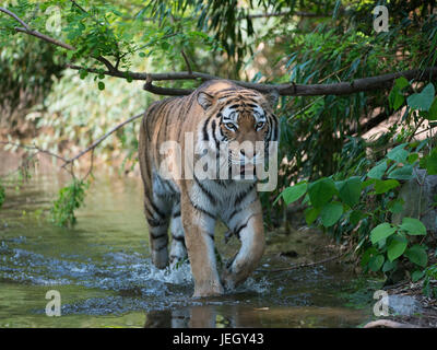 Sibirischer Tiger, Panthera Tigris Altaica, Sibirischer Tiger (Panthera Tigris Altaica) Stockfoto