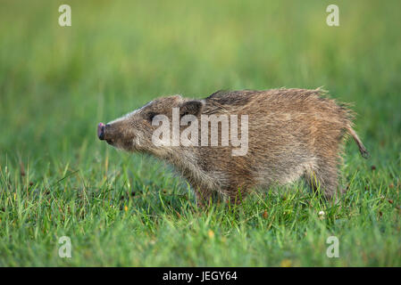 Wildschwein Winter auf Nahrung suchen, Sus Scrofa, Wildschwein Winter Auf Nahrungssuche Stockfoto