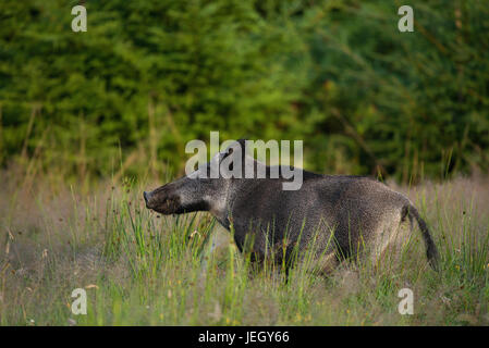 Wildschwein Winter auf Nahrung suchen, Sus Scrofa, Wildschwein Winter Auf Nahrungssuche Stockfoto