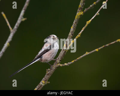 Tail Meise auf Sitz Aussichtspunkt, Aegithalos Caudatus,, Schwanzmeise Auf Sitzwarte Stockfoto