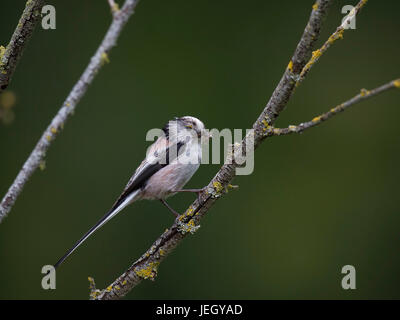 Tail Meise auf Sitz Aussichtspunkt, Aegithalos Caudatus,, Schwanzmeise Auf Sitzwarte Stockfoto