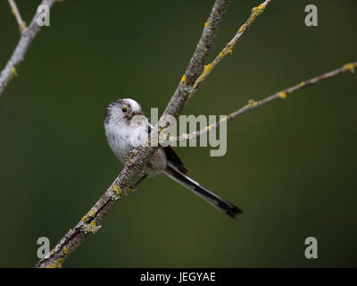 Tail Meise auf Sitz Aussichtspunkt, Aegithalos Caudatus,, Schwanzmeise Auf Sitzwarte Stockfoto