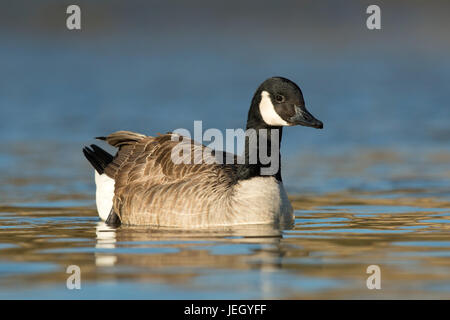 Kanadagans Branta Canadensis,, Kanadagans Stockfoto