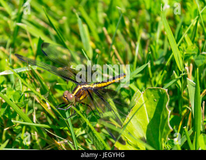 Schwarze und gelbe Libelle (Libellula Luctuosa) auf dem grünen Rasen Stockfoto