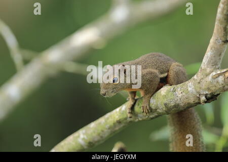 Ein einzelnes Wegerich Eichhörnchen klettern den Ast eines Baumes in den Mangroven der Sungei Buloh Wetland reserve, Singapur Stockfoto