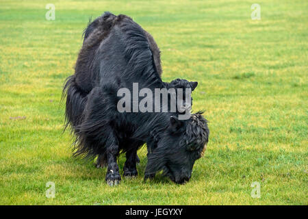 Black Yak-Kuh mit Kalb, Orchon-Tal, Khangai Nuruu National Park, Oevoerkhangai Aimag, Mongolei Stockfoto