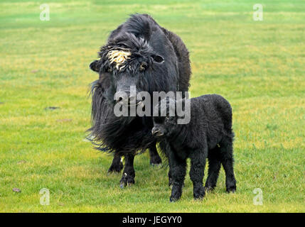 Black Yak-Kuh mit Kalb, Orchon-Tal, Khangai Nuruu National Park, Oevoerkhangai Aimag, Mongolei Stockfoto