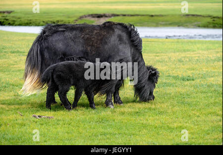 Black Yak-Kuh mit Kalb, Orchon-Tal, Khangai Nuruu National Park, Oevoerkhangai Aimag, Mongolei Stockfoto