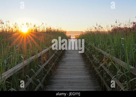 Naturschutzgebiet Federsee See bei Sonnenaufgang, Sumpf, in der Nähe von Bad Buchau, Oberschwaben, Baden-Württemberg, Deutschland Stockfoto