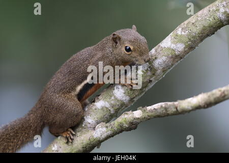 Ein einzelnes Wegerich Eichhörnchen klettern den Ast eines Baumes in den Mangroven der Sungei Buloh Wetland reserve, Singapur Stockfoto