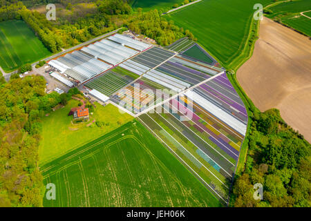 Bunte Topfpflanzen in Reihen, Baumschule, Gartencenter, Nordkirchen, Münsterland, Nordrhein-Westfalen, Deutschland Stockfoto