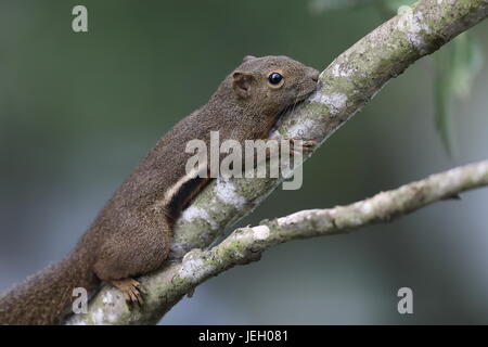 Ein einzelnes Wegerich Eichhörnchen klettern den Ast eines Baumes in den Mangroven der Sungei Buloh Wetland reserve, Singapur Stockfoto