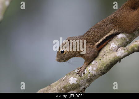 Ein einzelnes Wegerich Eichhörnchen klettern den Ast eines Baumes in den Mangroven der Sungei Buloh Wetland reserve, Singapur Stockfoto