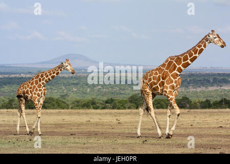 Zwei große Giraffen (Giraffa Plancius) zu Fuß über eine trockene Savanne. OL Pejeta Conservancy, Kenia. Stockfoto