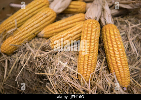 Getrockneten Maiskolben auf Trockenrasen Stockfoto