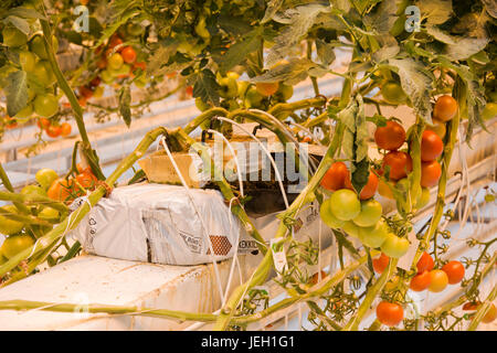 Tomaten wachsen in eine geothermische Gewächshaus bei Fridheimar Gewächshaus, Island. Stockfoto