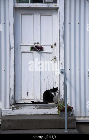 Eine schwarze und weiße Katze sitzt eine rustikale vor der Tür. Reykjavik, Island. Stockfoto