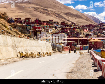 Sichuan, China - 10. April 2017: Tibetische Frauen und die Schafherde langhaarige auf der Straße in Yarchen Gar Kloster in Sichuan, China Stockfoto