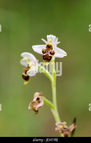 Waldschnepfe Orchidee, Blütenstand, Ophrys Scolopax Subspecies Picta, wilde Orchidee, Andalusien, Spanien Stockfoto