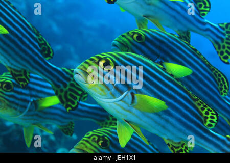 Orientalische Süßlippen Fisch (Plectorhinchus Orientalis) im tropischen Indischen Ozean Unterwasser Stockfoto