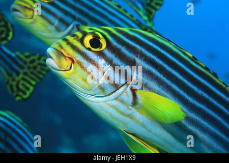 Orientalische Süßlippen Fisch (Plectorhinchus Orientalis) im tropischen Indischen Ozean Unterwasser Stockfoto