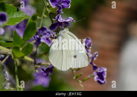 Pieris Rapae, kleine weiße, Schmetterling, ernähren sich von Pflanzen im Garten. Spanien. Stockfoto