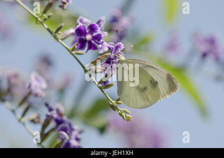 Pieris Rapae, kleine weiße, Schmetterling, ernähren sich von Pflanzen im Garten. Spanien. Stockfoto