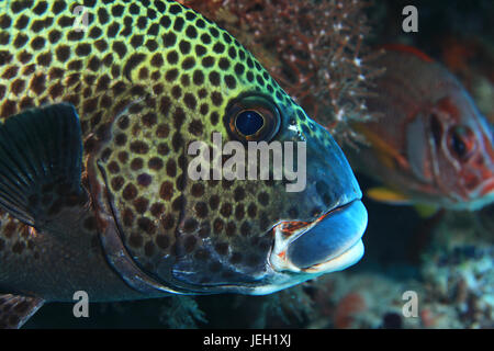 Harlekin Süßlippen Fisch (Plectorhinchus Chaetodonoides) im tropischen Indischen Ozean Unterwasser Stockfoto