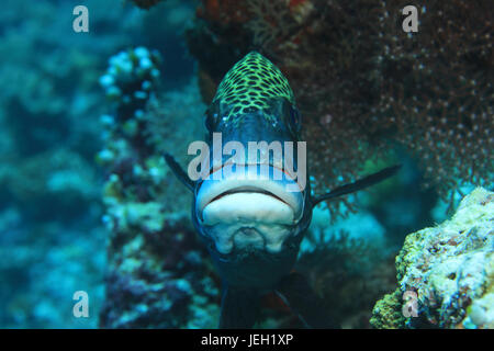 Harlekin Süßlippen Fisch (Plectorhinchus Chaetodonoides) im tropischen Indischen Ozean Unterwasser Stockfoto