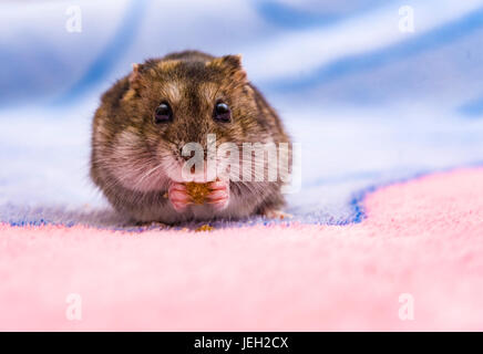 Hamster Essen ausgesät auf ein Schneidebrett grauen Hamster essen Brot Brot Stockfoto