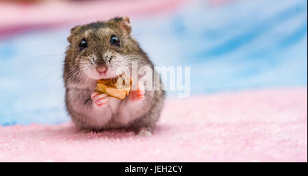 Russische Hamster vor weißen Hintergrund Portrait, Hamster, Stockfoto