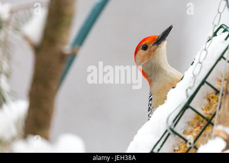 Schließen Sie herauf Bild des Kopfes ein Rotbauch-Specht (Centurus Carolinus) thront auf einem Talg Feeder in Wisconsin Stockfoto