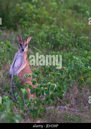 Wallabys im Acker in der Nähe von Kakadu-Nationalpark, Northern Territory, Australien. Stockfoto