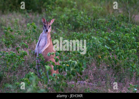 Wallabys im Acker in der Nähe von Kakadu-Nationalpark, Northern Territory, Australien. Stockfoto