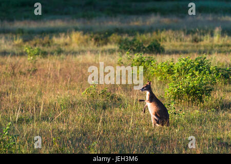 Wallabys im Acker in der Nähe von Kakadu-Nationalpark, Northern Territory, Australien. Stockfoto