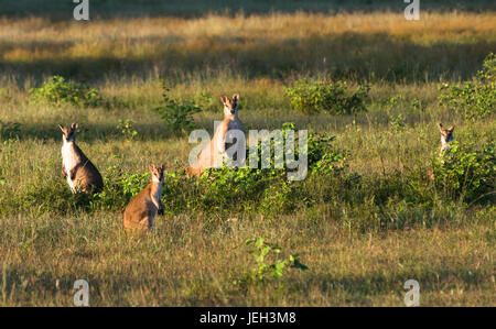 Wallabys im Acker in der Nähe von Kakadu-Nationalpark, Northern Territory, Australien. Stockfoto