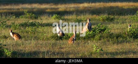 Wallabys im Acker in der Nähe von Kakadu-Nationalpark, Northern Territory, Australien. Stockfoto