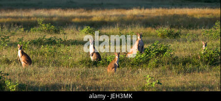 Wallabys im Acker in der Nähe von Kakadu-Nationalpark, Northern Territory, Australien. Stockfoto