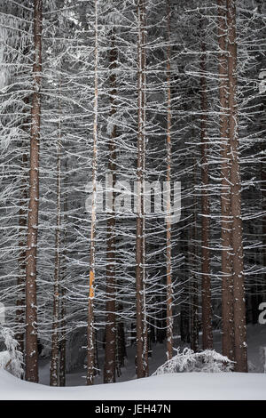 Kiefer-Baum-Stämme mit Schnee bedeckt, im Winter am Rande des Waldes Stockfoto