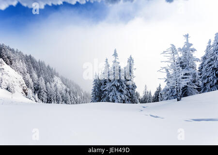 Kiefernwald im Schnee bedeckt auf Wintersaison - Poiana Brasov Stockfoto