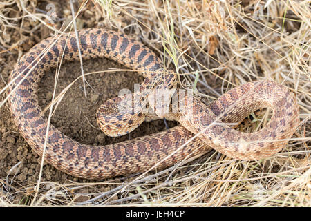 Pacific Gopher Snake (Pituophis Catenifer Catenifer) Erwachsenen in Abwehrhaltung. Stockfoto