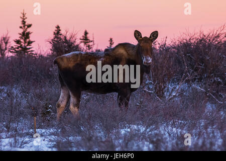 Ein weiblicher Elch (Alces Alces) Futter bei Sonnenaufgang mitten im Winter im Schnee; Alaska, Vereinigte Staaten von Amerika Stockfoto