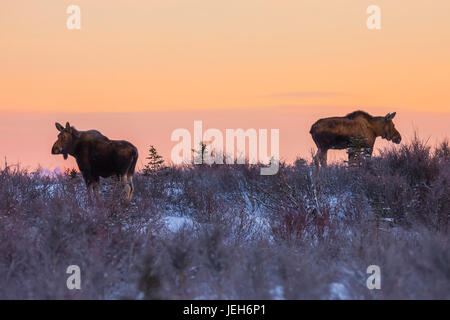 Ein paar weibliche Elch (Alces Alces) Futter bei Sonnenaufgang mitten im Winter, südlich von Delta Junction; Alaska, Vereinigte Staaten von Amerika Stockfoto