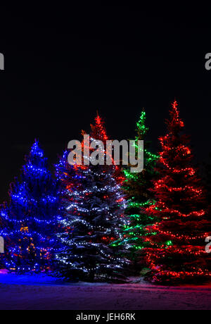 Bunte Weihnachtsbeleuchtung um mehrere immergrüne Bäume; Calgary, Alberta, Kanada Stockfoto